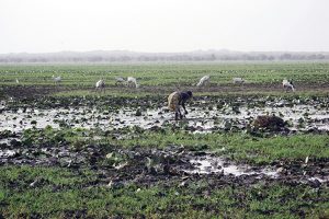 Photo d'un femme en train de puiser de l'eau